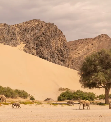 Hoanib Elephant Camp thumbnail 8